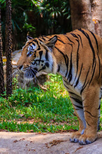 Tiger in zoo