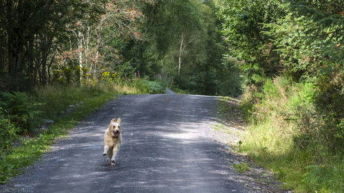 View of dog on road amidst trees