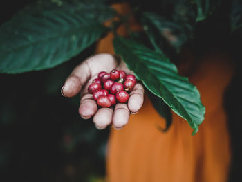 Cropped image of hand holding coffee fruits