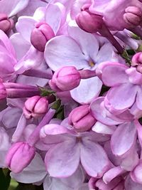 Full frame shot of pink flowers