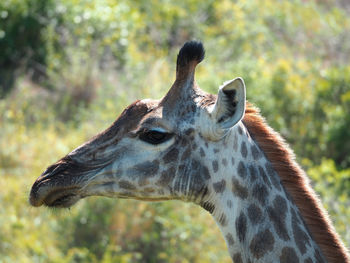 Close-up of giraffe