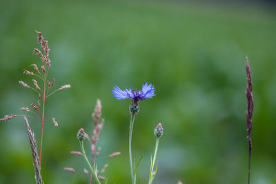 Close-up of purple flowering plant