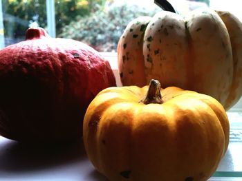 Close up of plant against blurred background