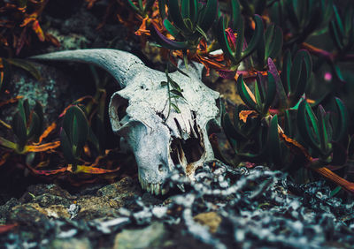 Close-up of animal skull