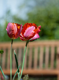 Close-up of red rose flower