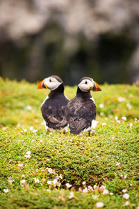 Puffin in