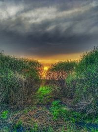 Plants on field against sky during sunset