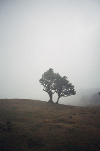 Scenic view of field against clear sky