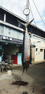 High angle view of fish on street