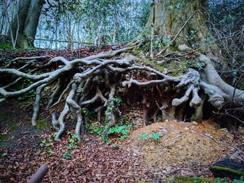 Close-up of tree roots in forest