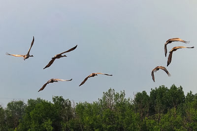 A flock of sandhill cranes in flight