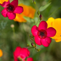 Close-up of pink flowering plant