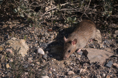 Brown rat forging for food on rocky ground