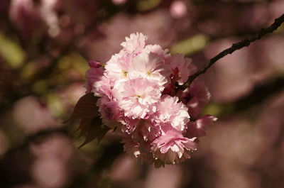 Close-up of pink flowers blooming on tree