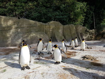 View of pinguins perching on rock