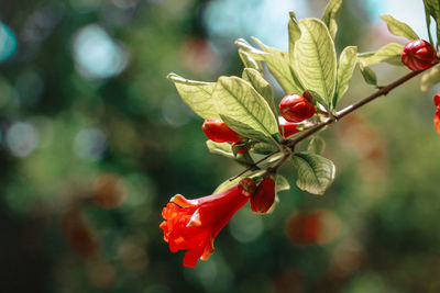 Close-up of pomegranate bloom on plant