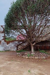 Tree by house on field