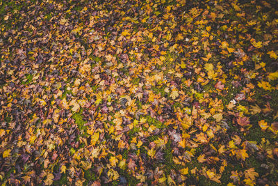 Full frame shot of flowering plants during autumn