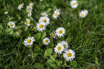 Close-up of white daisy flowers on field
