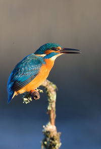 Close-up of bird perching on plant stem