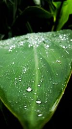 Close-up of water drops on leaf