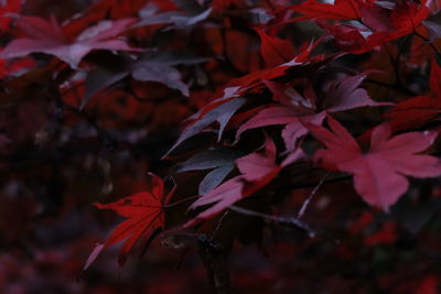 Close-up of maple leaves