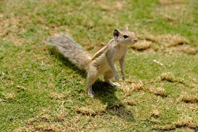 Squirrel on a field