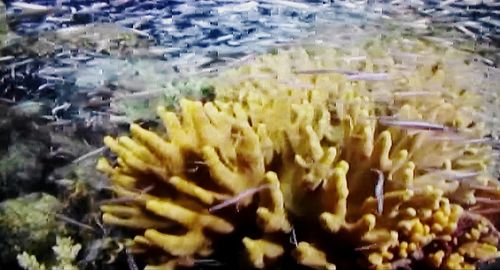 Close-up of yellow flowers growing by sea