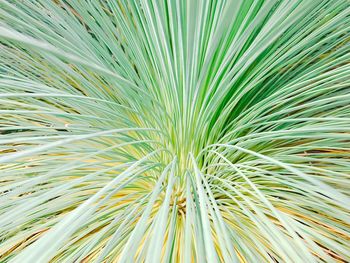 Full frame shot of palm leaf