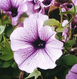 Close-up of pink flowers