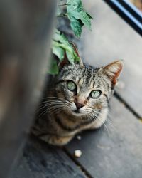 High angle view portrait of tabby cat