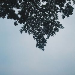 Low angle view of trees