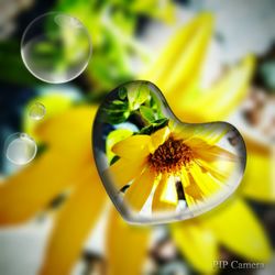 Close up of yellow flower