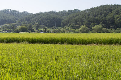 Scenic view of agricultural field against trees