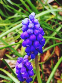 Close-up of purple flowers blooming outdoors