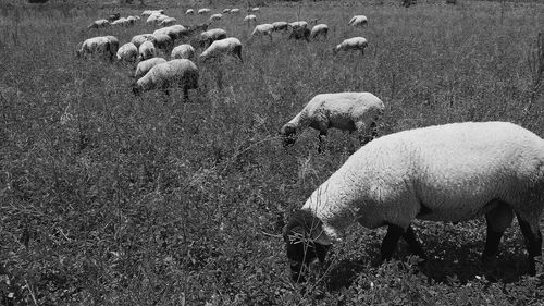 View of sheep grazing in field