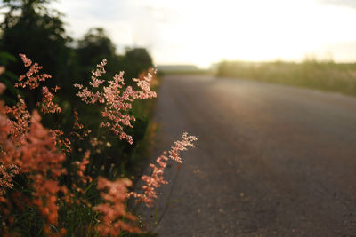 Close-up of flowering plant on road