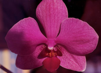 Close-up of pink orchids blooming outdoors