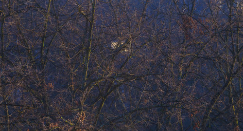 Low angle view of bare trees in forest