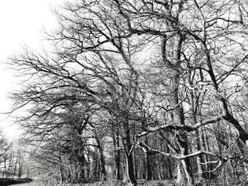 Low angle view of bare trees in forest