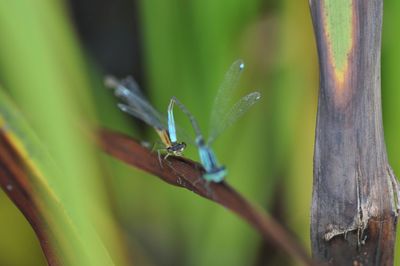 Close-up of insect on leaf