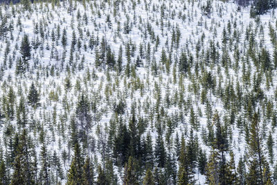 Full frame shot of trees during winter