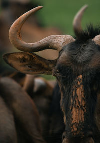 Up close with a wildebeest 