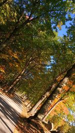 Low angle view of trees