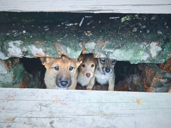 Portrait of dogs on wood