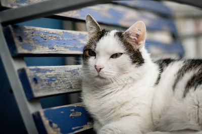 Close-up of cat looking at camera