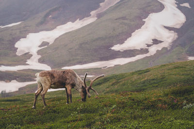 Caribou, animal, wildlife, nature, wild animal