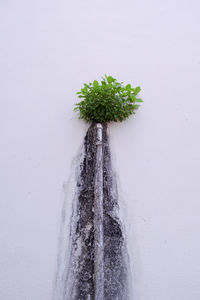 Close-up of plant against wall