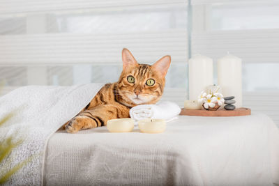 Cute domestic cat enjoys treatments at the spa. body restoration. the concept of spa treatment