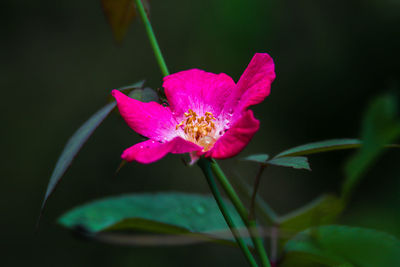 Close-up of pink lotus water lily